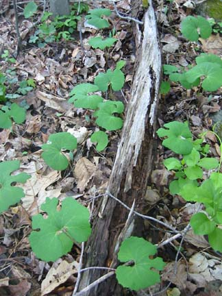 Bloodroot