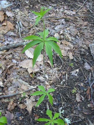 Indian Cucumber