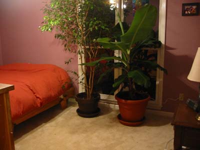 plants