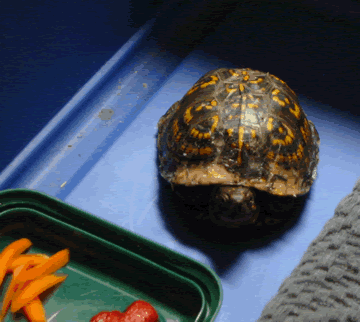 Shellby the Turtle