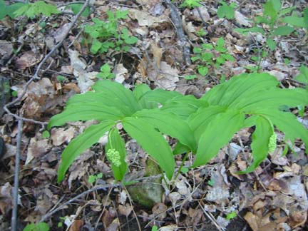 Solomons Plume