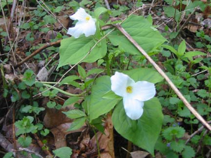 Trillium