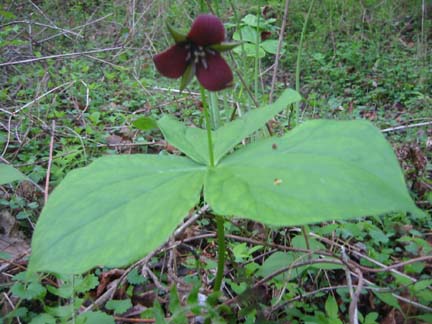 Trillium