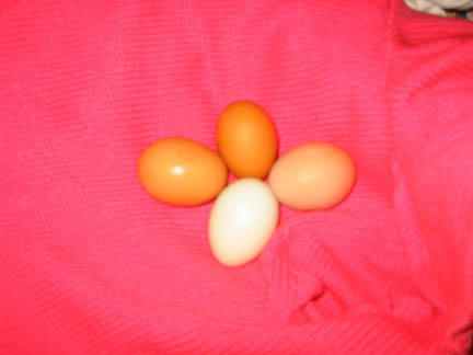 Eggs