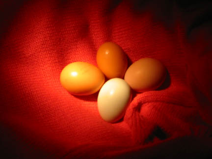 Eggs2