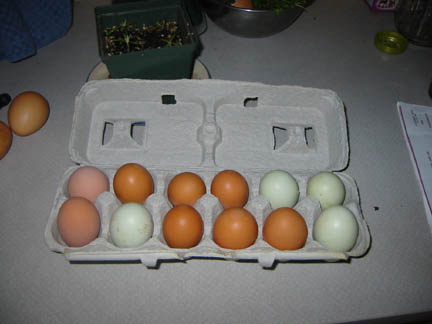 productive-chickens.jpg