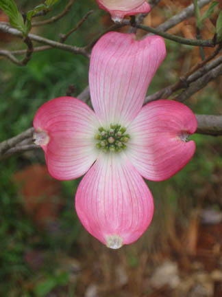 dogwood.jpg