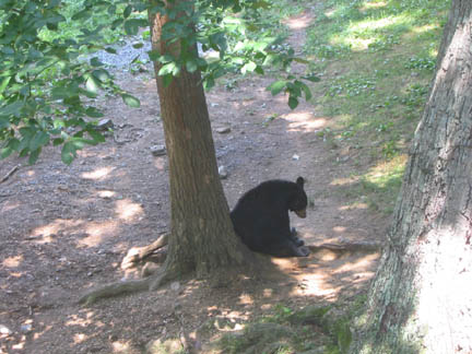 bear.jpg