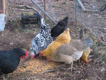 chickensbig.jpg