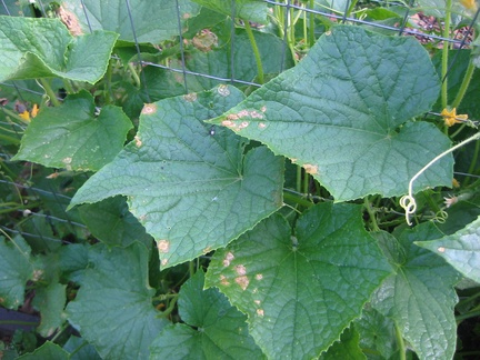 Cucumber leaves - what is that?