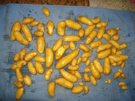 fingerlinpotatoes