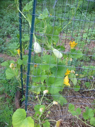 Spaghetti squash