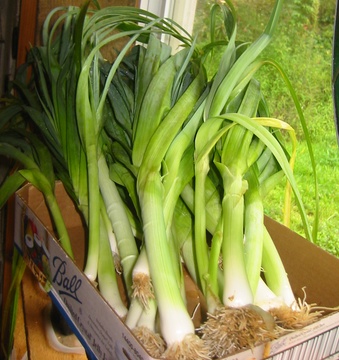 Leeks 