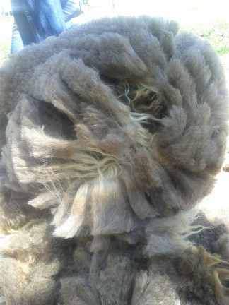 shearing5