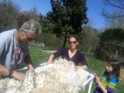 shearing6